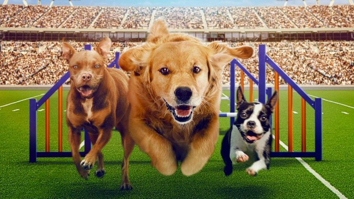 puppy-bowl-presents-the-summer-games-discovery-season-1-release-date.jpg